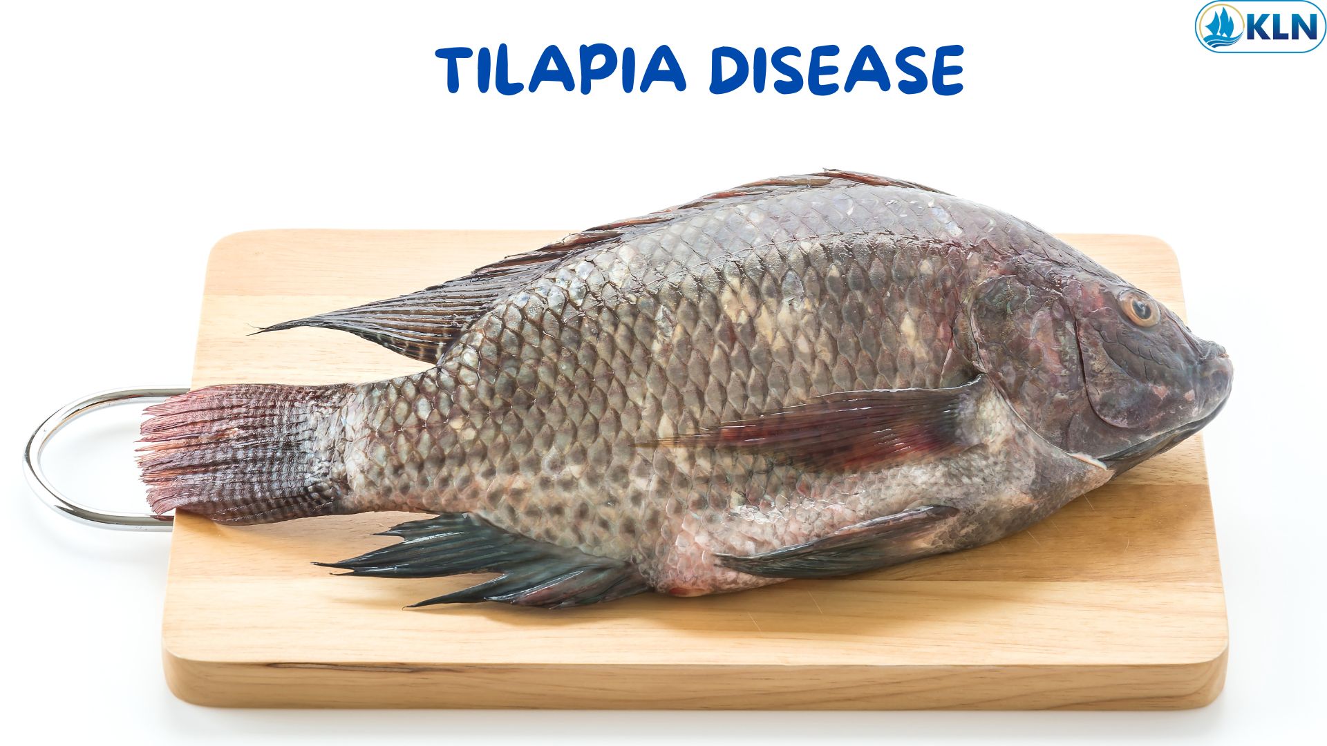 TILAPIA DISEASE